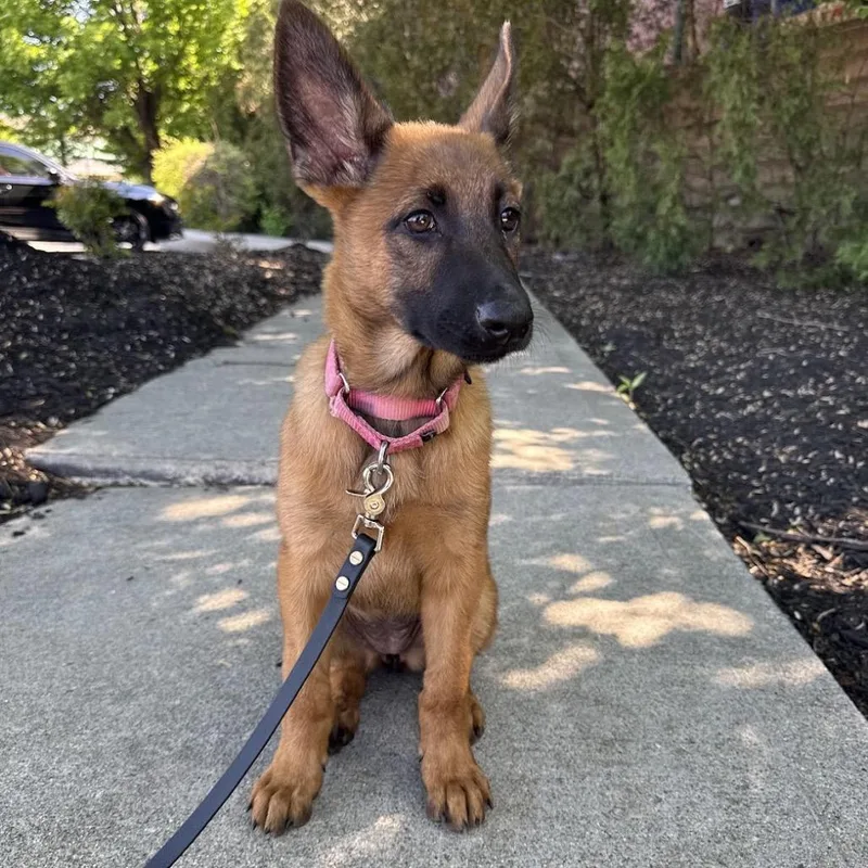 A baby small-sized female Red / Chestnut / Orange Belgian Shepherd / Malinois dog named Letty for adoption in Medford, NJ