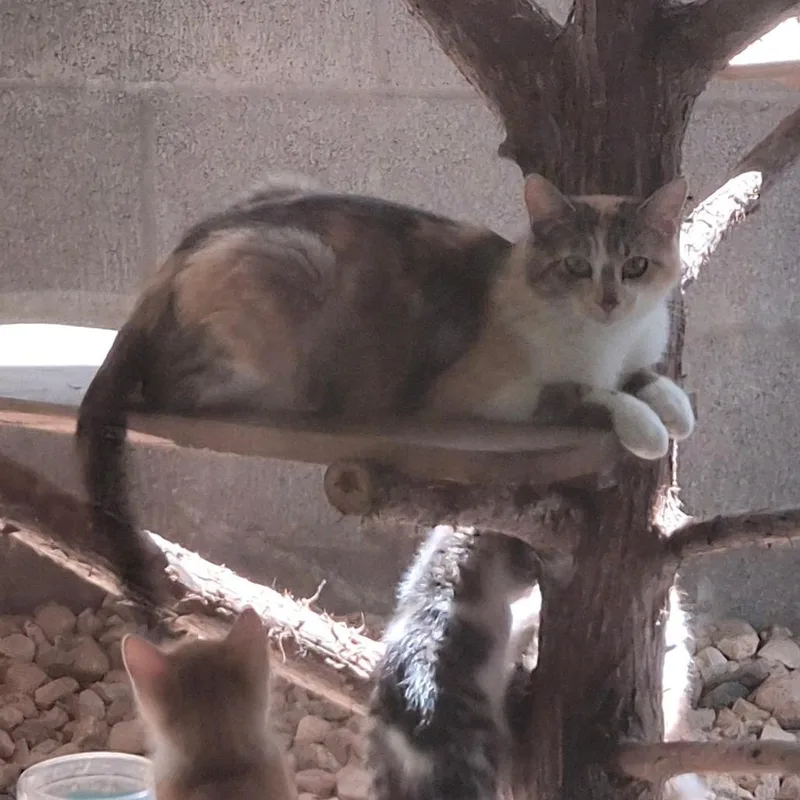 A young medium-sized female Calico Domestic Short Hair cat named Chansey for adoption in Eureka Springs, AR
