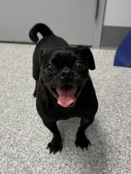A senior small-sized female Black Pug dog named Penelope for adoption in Tinley Park, IL