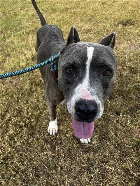 An adult large-sized male Pit Bull Terrier dog named Sumo for adoption in Corpus Christi, TX