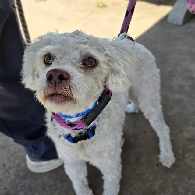 A young medium-sized male Poodle dog named Darell for adoption in Long Beach, CA