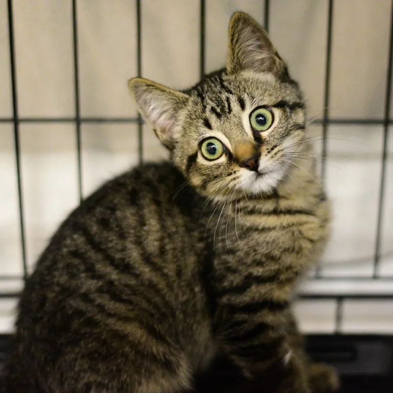 A baby small-sized male Brown / Chocolate Domestic Short Hair cat named Cocoa for adoption in Idaho Falls, ID