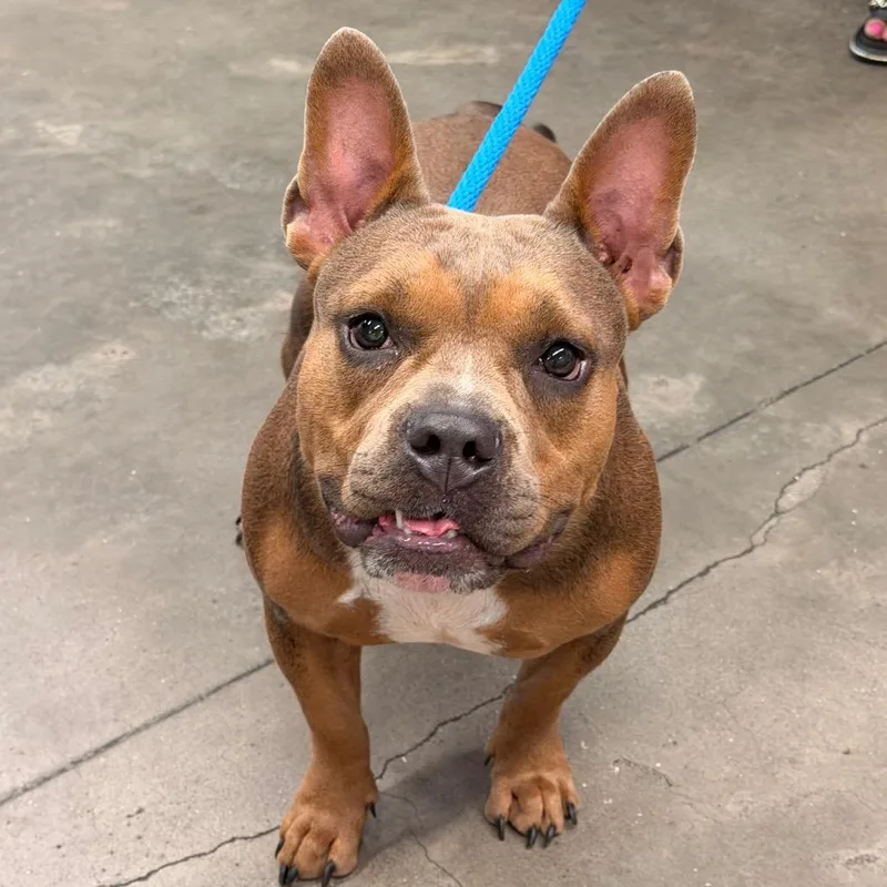 A young medium-sized female Brown / Chocolate Terrier dog named Peppa for adoption in Tampa, FL
