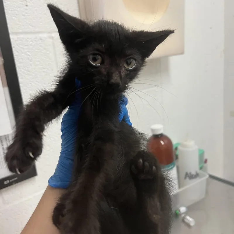 A baby small-sized female Black Domestic Short Hair cat named Spring Roll for adoption in Edinburg, TX