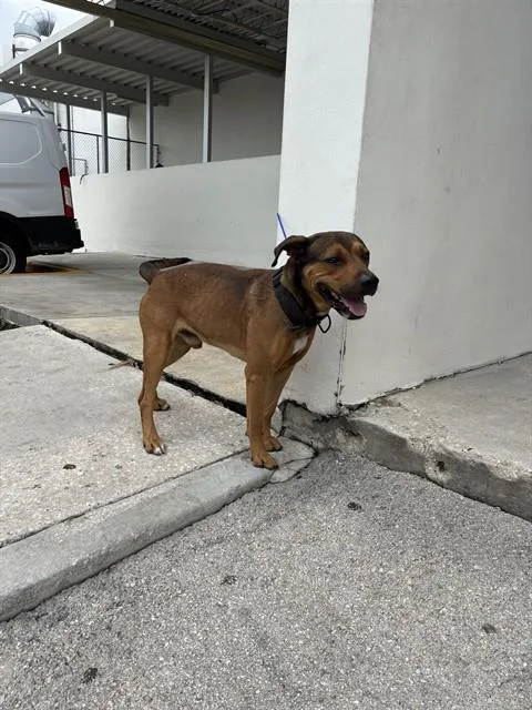 An adult large-sized male Rhodesian Ridgeback dog named Rocky for adoption in Miami, FL