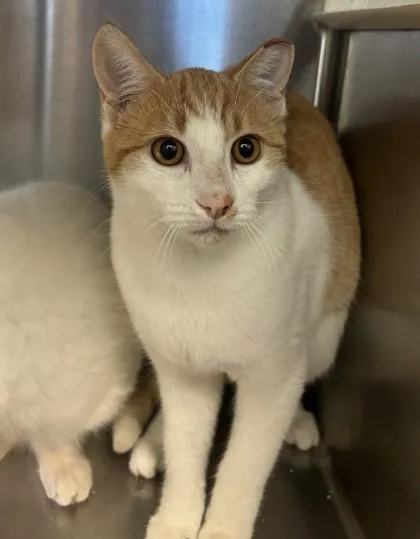 A baby small-sized female Domestic Short Hair cat named Toe for adoption in Pendleton, OR