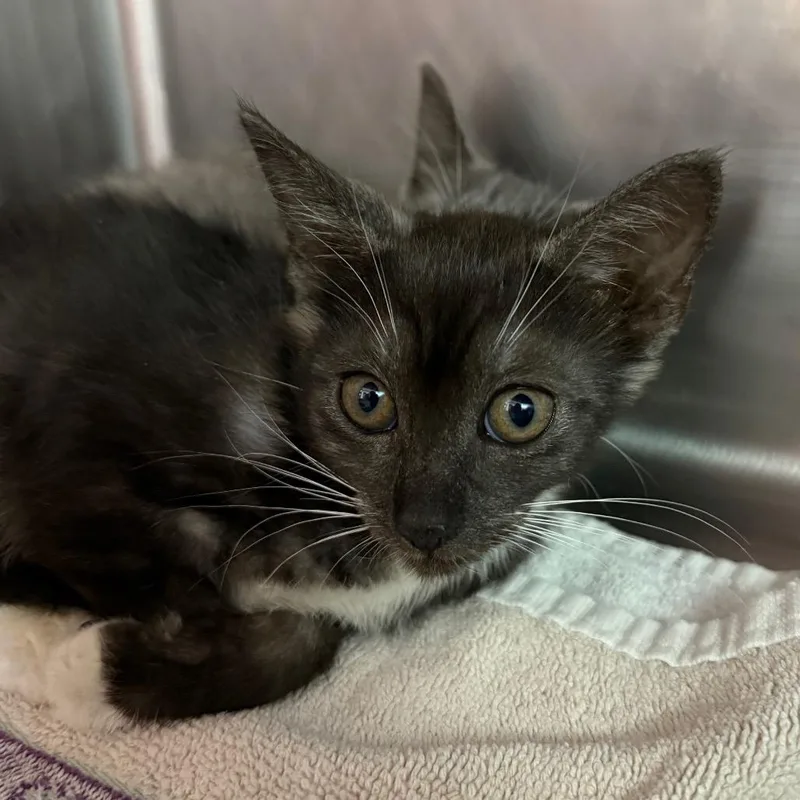 A baby small-sized female Gray / Blue / Silver Domestic Short Hair cat named Lula loo for adoption in Hamburg, NY