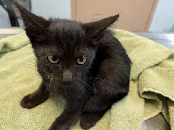 A baby small-sized male Domestic Short Hair cat named Jason for adoption in San Diego, CA