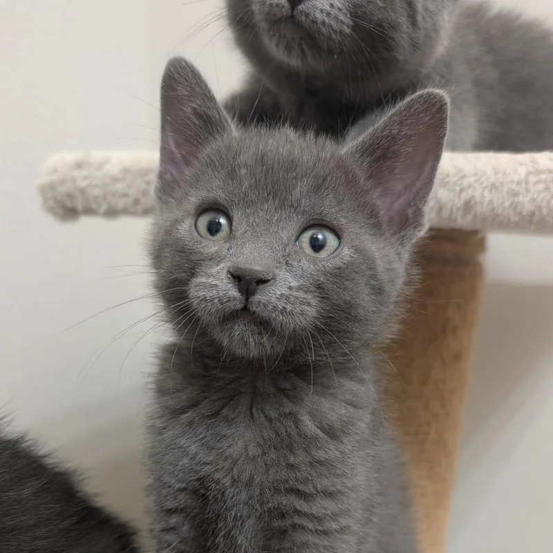 A baby small-sized male Gray / Blue / Silver Domestic Short Hair cat named Monkey for adoption in Columbia, MO