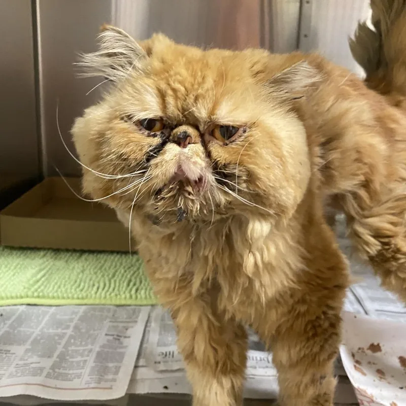 An adult small-sized male Orange / Red Persian cat named Wagsstray for adoption in Westminster, CA
