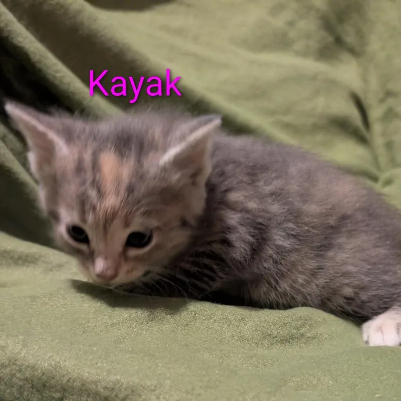 A baby small-sized female Calico Domestic Short Hair cat named Kayak for adoption in Carmel, IN