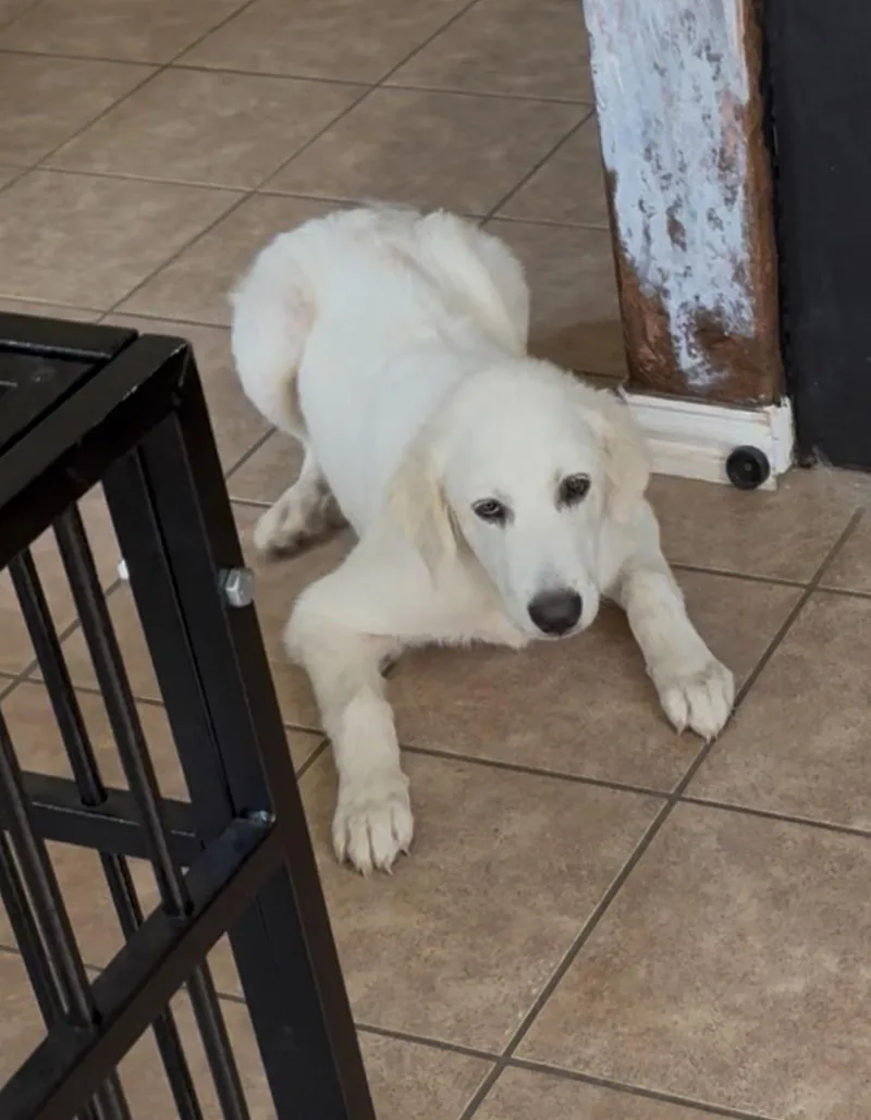 A young large-sized male Great Pyrenees dog named Lewis HTX for adoption in Quinlan, TX