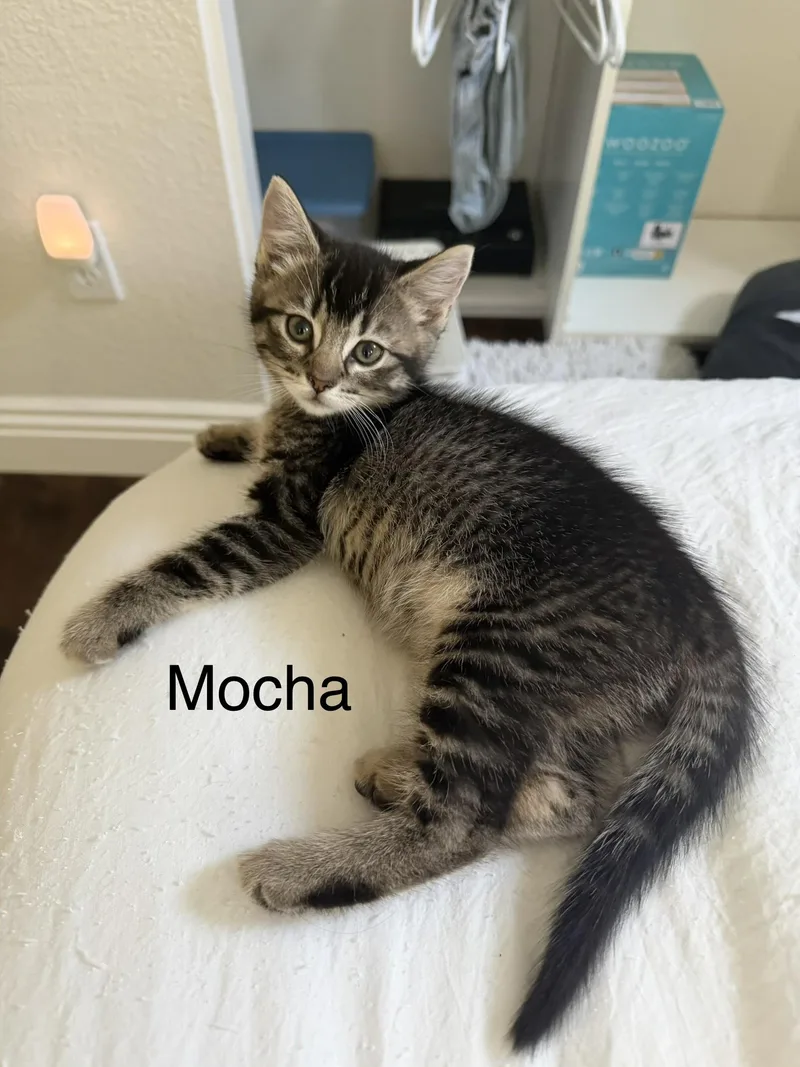 A baby medium-sized female Tabby (Gray / Blue / Silver) Tabby cat named Mocha for adoption in Oakley, CA