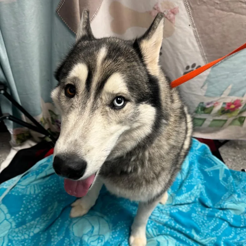 An adult large-sized male Husky dog named Dylan for adoption in Henderson, NV