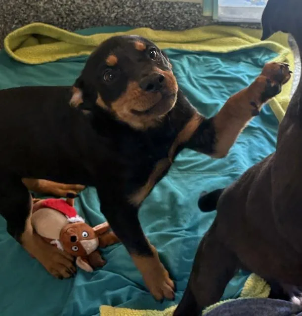 A baby medium-sized male Pit Bull Terrier dog named Sully for adoption in Brewster, MA