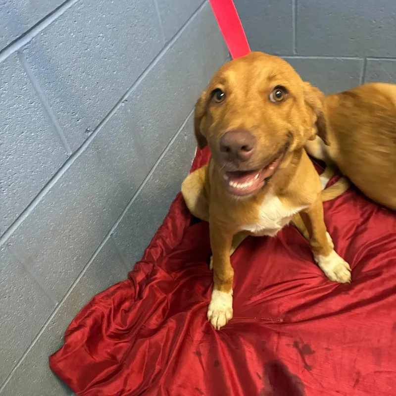 A baby medium-sized female Brown / Chocolate Mixed Breed dog named Nani for adoption in Gadsden, AL