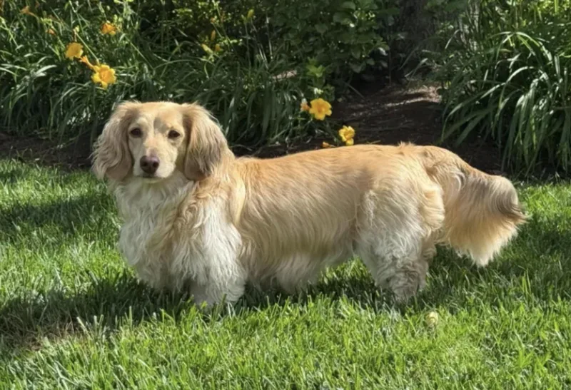 A young small-sized male White / Cream Dachshund dog named Winston OHIO ONLY for adoption in Lebanon, OH