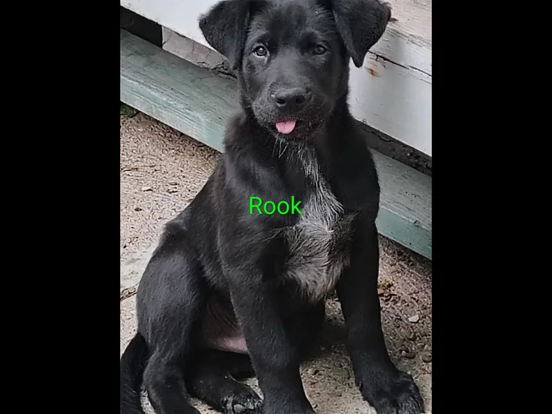 Rook thumbnail 2