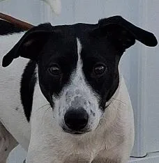 A young small-sized male White / Cream Rat Terrier dog named Ringo for adoption in Creston, IA
