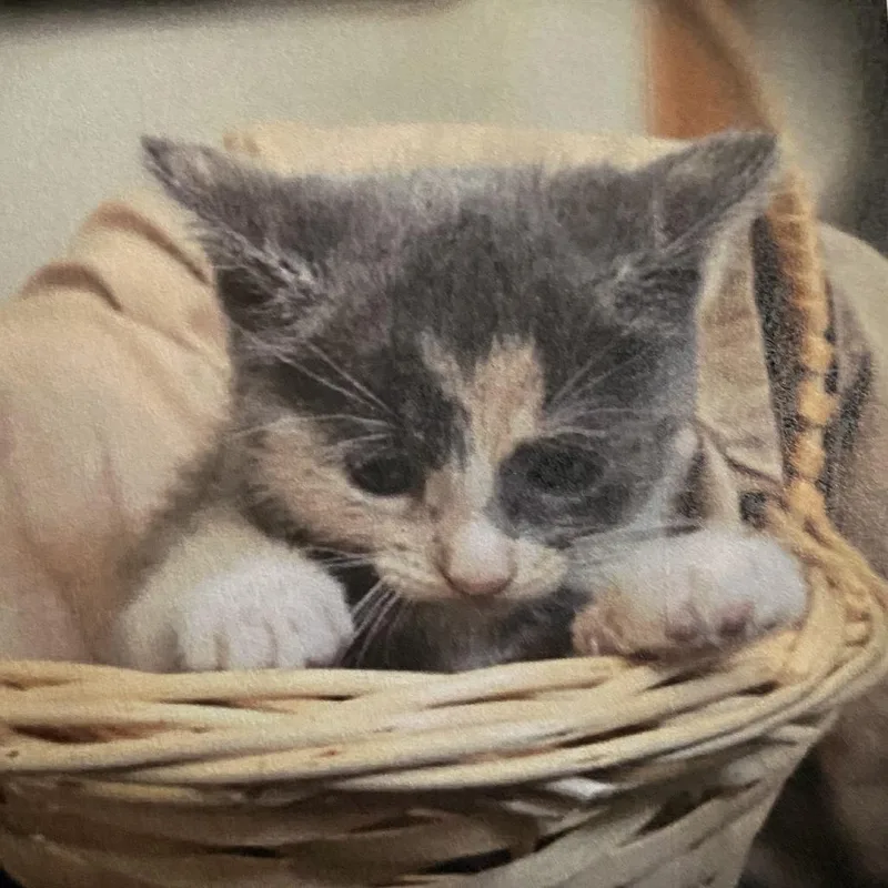 A baby small-sized female Calico Domestic Short Hair cat named Jubilee for adoption in Los Angeles, CA