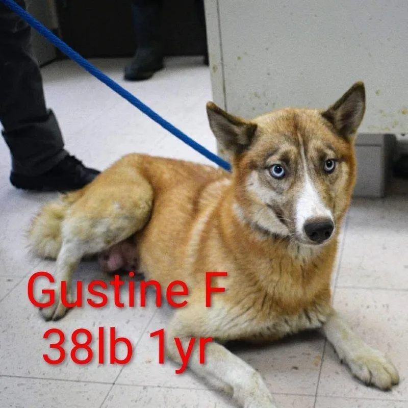 A young medium-sized female Brown / Chocolate Husky dog named Gustine for adoption in Fairfax Station, VA