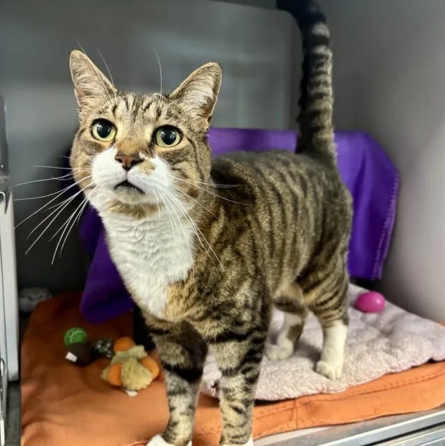 An adult medium-sized male Domestic Short Hair cat named Mittens for adoption in Kalamazoo, MI