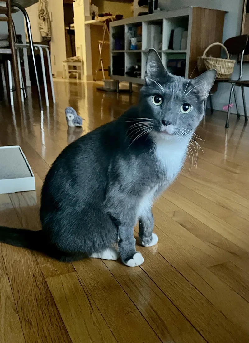 An adult medium-sized female Gray & White Domestic Short Hair cat named Kutu for adoption in New York, NY