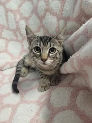 A baby small-sized male Domestic Long Hair cat named Bongus for adoption in Covington, LA
