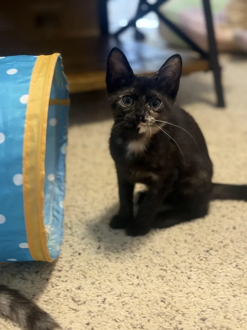 A baby medium-sized female Tortoiseshell Domestic Short Hair cat named Louise for adoption in Magnolia, TX