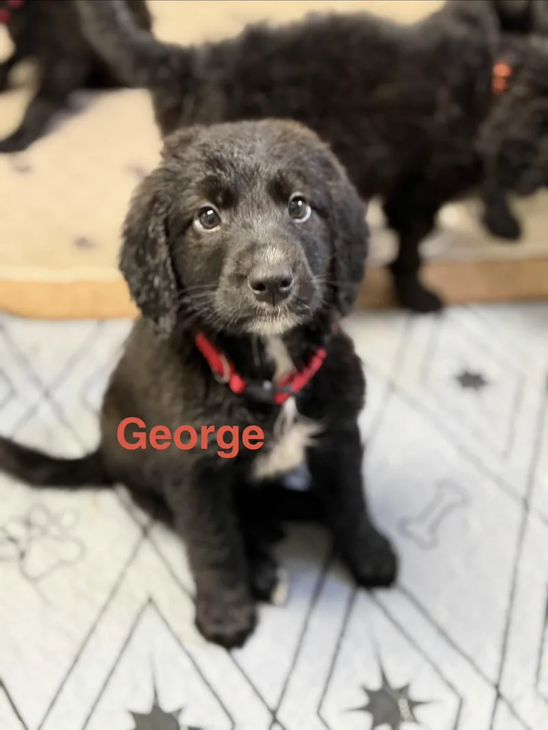 George thumbnail 3