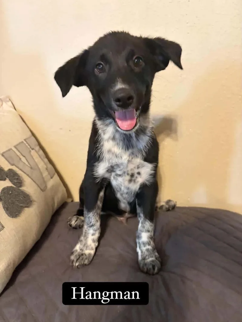 A baby medium-sized male Australian Cattle Dog / Blue Heeler dog named Hangman for adoption in Salamanca, NY