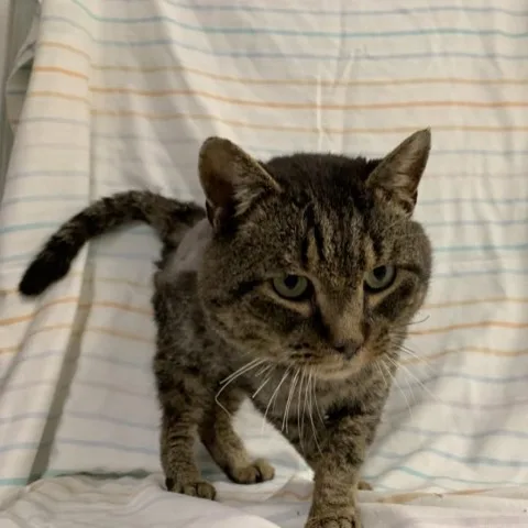 Tom Riddle thumbnail 2