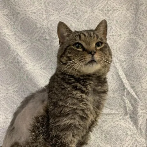 Tom Riddle thumbnail 3