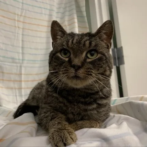 Tom Riddle thumbnail 4