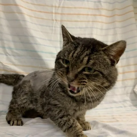 Tom Riddle thumbnail 5