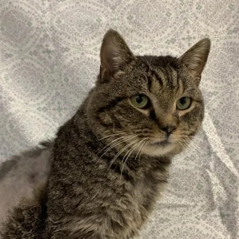 Tom Riddle thumbnail 6