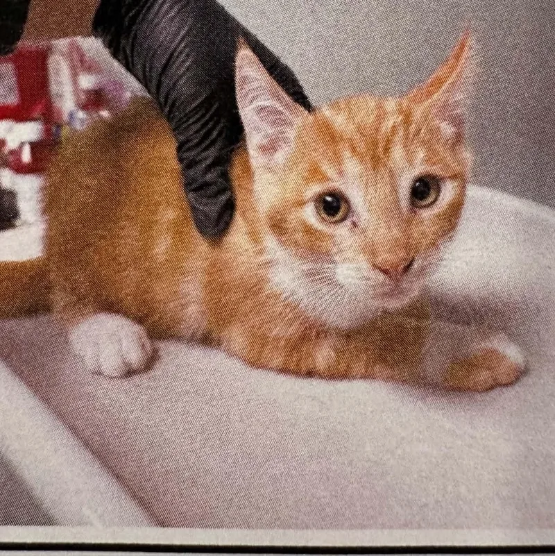 A baby small-sized male Orange & White Domestic Short Hair cat named Chuckles for adoption in Antioch, CA