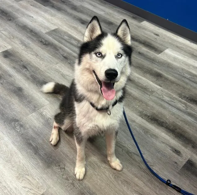An adult medium-sized male Siberian Husky dog named Oreo for adoption in Naperville, IL