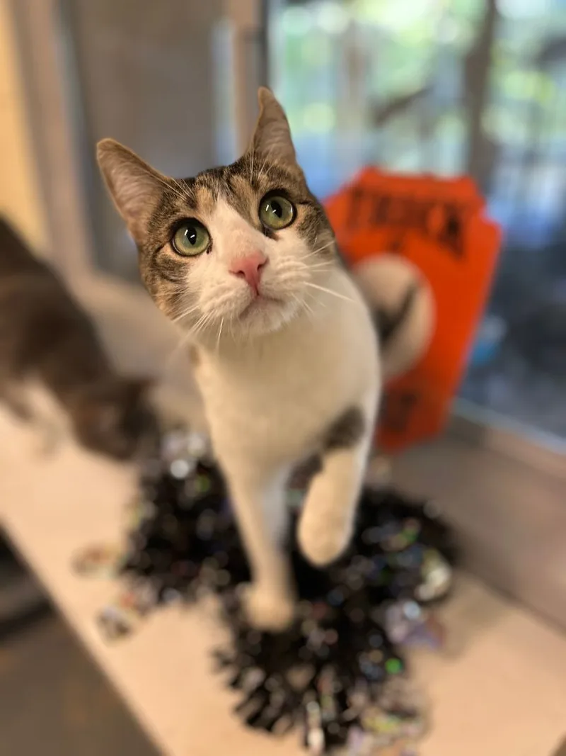 Lucipurr thumbnail 2