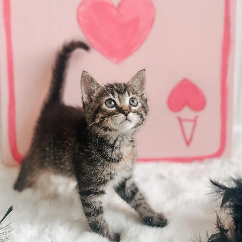 A baby small-sized female Calico Domestic Short Hair cat named River for adoption in Brownsboro, AL
