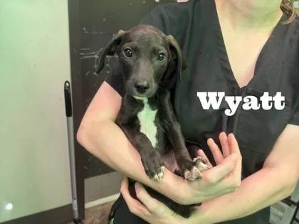 A baby medium-sized male Labrador Retriever dog named Wyatt for adoption in Morton Grove, IL