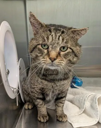 An adult medium-sized male Domestic Short Hair cat named Tim Purry for adoption in Fishers, IN