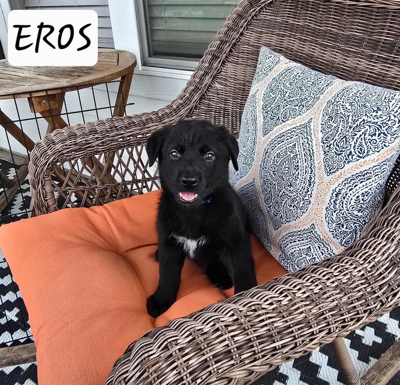 Eros
