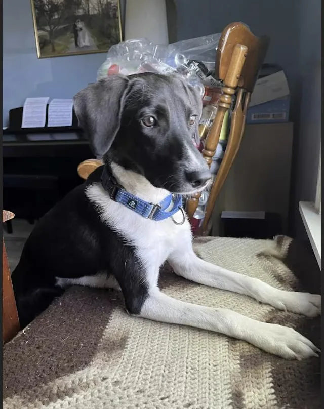 An adult medium-sized male Black Labrador Retriever dog named Billy Boo for adoption in Pleasant Valley, NY