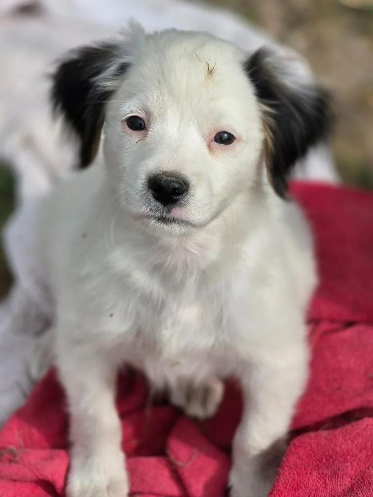 A baby medium-sized male Australian Shepherd dog named Aiden for adoption in Carthage, MO