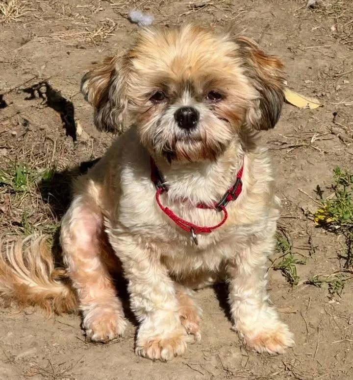 An adult small-sized female Shih Tzu dog named Rita for adoption in Buffalo, NY