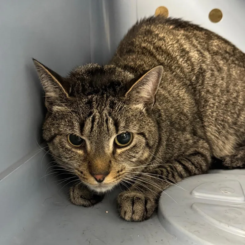 An adult medium-sized male Brown / Chocolate Domestic Short Hair cat named Buckshot for adoption in Perkiomenville, PA