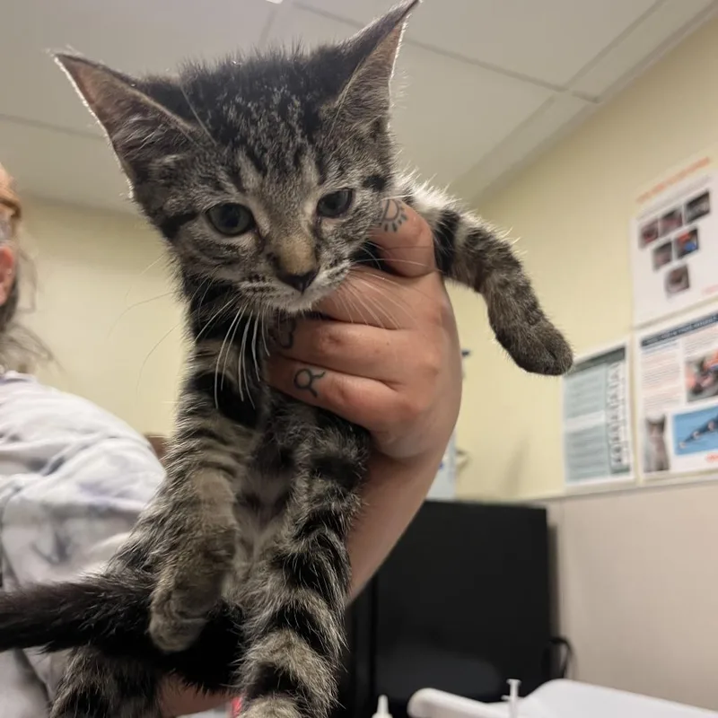 A baby small-sized female Brown / Chocolate Domestic Short Hair cat named Pacific for adoption in Chicago, IL