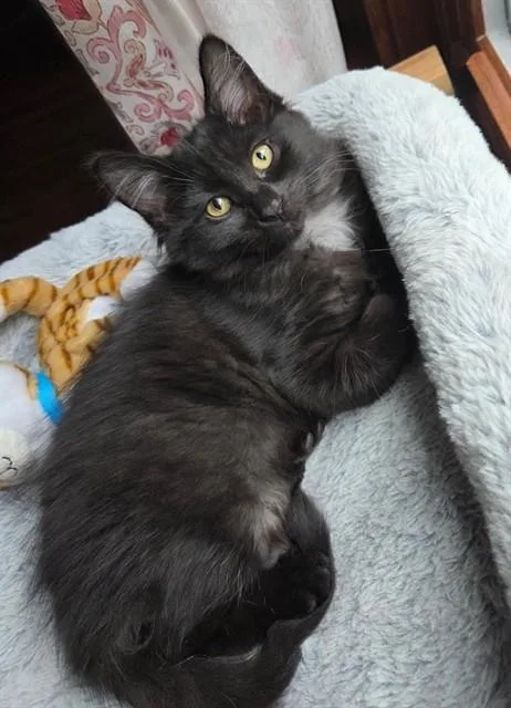 A baby small-sized female Domestic Short Hair cat named Big Fluff for adoption in Peoria, IL