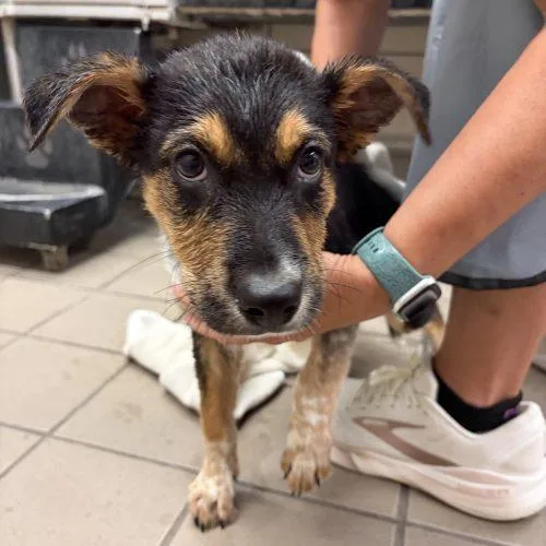 A baby small-sized male Bicolor Australian Cattle Dog / Blue Heeler dog named Bandit for adoption in Fishers, IN
